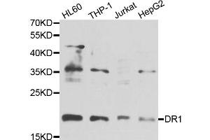 Western blot analysis of extracts of various cell lines, using DR1 antibody (ABIN5975441) at 1/1000 dilution. (DR1 抗体)