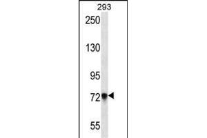 PCDHB5 Antibody (Center) (ABIN657154 and ABIN2846288) western blot analysis in 293 cell line lysates (35 μg/lane). (PCDHb5 抗体  (AA 278-307))