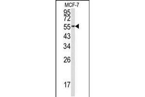 Western blot analysis of EEF1A1 Antibody in MCF-7 cell line lysates (35ug/lane) (eEF1A1 抗体  (C-Term))