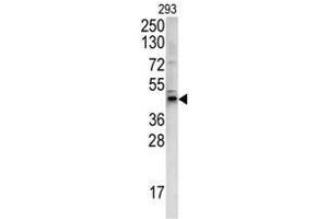 Western blot analysis of WNT4 antibody (C-term) in 293 cell line lysates (35ug/lane). (WNT4 抗体  (C-Term))
