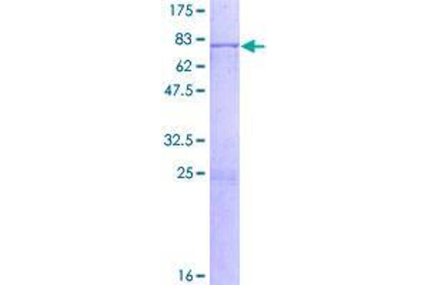 TBL2 Protein (AA 1-447) (GST tag)