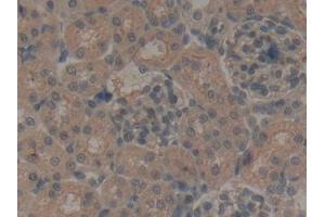 DAB staining on IHC-P; Samples: Rat Kidney Tissue (NPS 抗体  (AA 26-89))