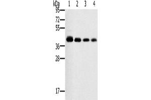 Western Blotting (WB) image for anti-Prostaglandin E Receptor 1 (Subtype EP1), 42kDa (PTGER1) antibody (ABIN2435250) (PTGER1 抗体)