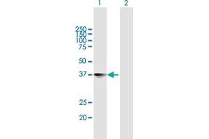 Western Blot analysis of NXPH4 expression in transfected 293T cell line by NXPH4 MaxPab polyclonal antibody. (Neurexophilin 4 抗体  (AA 1-308))