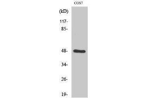 Western Blotting (WB) image for anti-SH3-Domain GRB2-Like Endophilin B2 (SH3GLB2) (Internal Region) antibody (ABIN3174953) (SH3GLB2 抗体  (Internal Region))
