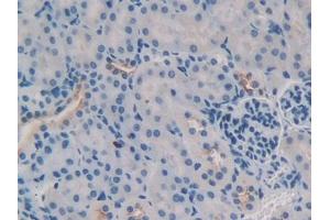 DAB staining on IHC-P; Samples: Mouse Kidney Tissue (TNFSF9 抗体  (AA 105-309))
