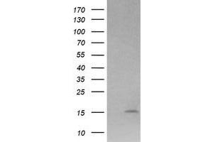 Image no. 2 for anti-Lysozyme (LYZ) antibody (ABIN1499237) (LYZ 抗体)