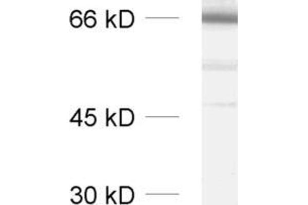 SYT2 抗体  (Cytoplasmic Domain)