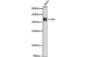 Western blot analysis of extracts of MCF7 cells using CEACAM5 Monoclonal Antibody at dilution of 1:1000. (CEACAM5 抗体)