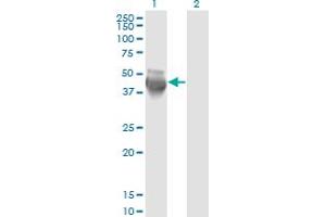 Western Blotting (WB) image for anti-COP9 Signalosome Complex Subunit 3 (COPS3) (AA 324-422) antibody (ABIN563674)