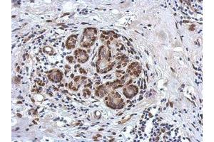 Image no. 1 for anti-Zinc Finger and BTB Domain Containing 20 (ZBTB20) (AA 1-668) antibody (ABIN1501916) (ZBTB20 抗体  (AA 1-668))