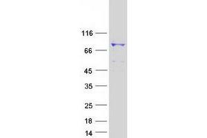 Validation with Western Blot (ANAPC5 Protein (Transcript Variant 1) (Myc-DYKDDDDK Tag))