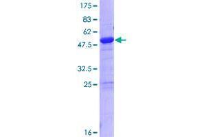 ZMYND19 Protein (AA 1-227) (GST tag)