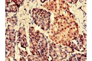 Immunohistochemistry analysis of human pancreatic tissue using ABIN7166460 at dilution of 1:100 (PARK7/DJ1 抗体  (AA 1-188))
