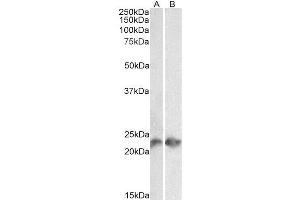 Western Blot analysis of  (3 µg/ml) staining of Jurkat (A) and Molt4 (B) lysates (35 µg protein in RIPA buffer). (Recombinant CD3 epsilon 抗体)
