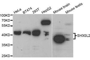 Western blot analysis of extracts of various cell lines, using SH3GL2 antibody.