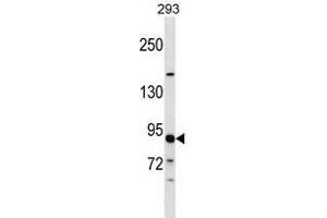 TUBGCP3 Antibody (C-term) western blot analysis in 293 cell line lysates (35 µg/lane). (TUBGCP3 抗体  (C-Term))