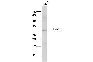 293T lysates probed with PMM1 Polyclonal Antibody, Unconjugated  at 1:300 dilution and 4˚C overnight incubation. (PMM1 抗体  (AA 31-130))