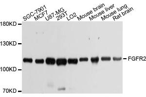Western blot analysis of extracts of various cell lines, using FGFR2 antibody. (FGFR2 抗体)