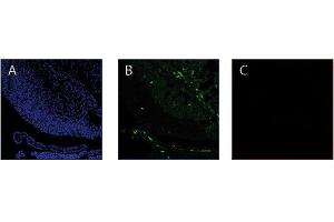 Immunofluorescence image of Thymosin ß4 staining in serial cryosections of mouse embryonic brain. (TMSB4X 抗体  (AA 38-43))