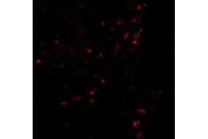 AP20059PU-N CD107a/LAMP1 antibody staining of Human Colon Tissue by Immunofluorescence at 20 μg/ml. (LAMP1 抗体)