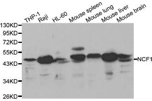 Western blot analysis of extracts of various cell lines, using NCF1 antibody (ABIN5970496) at 1/1000 dilution. (NCF1 抗体)