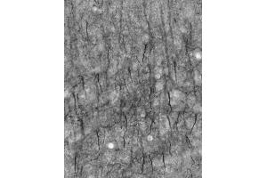 Adult rat cortex immunohistochemistry of axon initial segments.