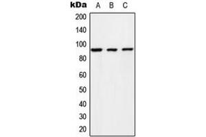 Western blot analysis of RIN1 expression in HeLa (A), NIH3T3 (B), rat brain (C) whole cell lysates. (RIN1 抗体  (C-Term))