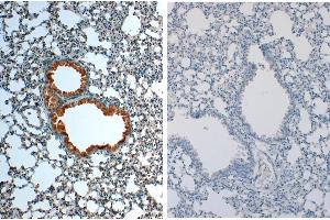 Immunohistochemistry of Rabbit anti-IL1Beta Antibody in Mouse Embryonic Kidney Tissue: Mouse Embryonic Kidney Fixation: FFPE buffered formalin 10% conc Ag Retrieval: Heat, Citrate pH 6.