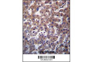 TMBIM1 Antibody immunohistochemistry analysis in formalin fixed and paraffin embedded human liver tissue followed by peroxidase conjugation of the secondary antibody and DAB staining. (TMBIM1 抗体  (N-Term))