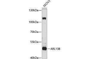 Western blot analysis of extracts of SKOV3 cells, using B antibody (ABIN6130859, ABIN6137109, ABIN6137110 and ABIN6220869) at 1:1000 dilution. (ARL13B 抗体  (AA 1-240))