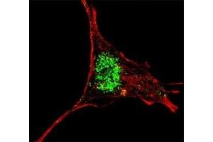 Fluorescent confocal image of SY5Y cells stained with KLF4 antibody at 1:200. (KLF4 抗体  (AA 394-421))