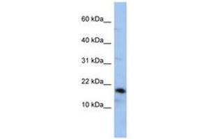 Image no. 1 for anti-Lipocalin 1 (LCN1) (AA 107-156) antibody (ABIN6743784) (Lipocalin 1 抗体  (AA 107-156))