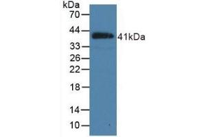 Detection of Recombinant NPPB, Porcine using Polyclonal Antibody to Natriuretic Peptide Precursor B (NPPB) (NPPB 抗体  (AA 26-131))
