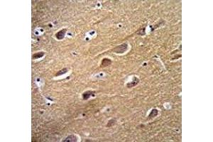 Neuron Specific Enolase antibody immunohistochemistry analysis in formalin fixed and paraffin embedded human brain tissue.