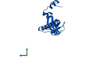 Protein Structure (PS) image for Ribosomal Protein L26 (RPL26) (AA 1-145) protein (His tag) (ABIN7551433)