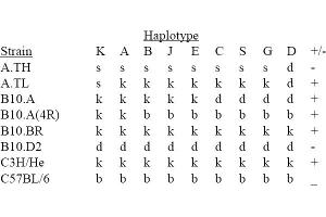 Image no. 1 for anti-MHC Class II I-Ak (AA 3-63) antibody (Biotin) (ABIN118326) (MHC Class II I-Ak (AA 3-63) 抗体 (Biotin))