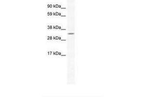 Image no. 1 for anti-Apurinic/Apyrimidinic Endonuclease 1 (APEX1) (N-Term) antibody (ABIN202226) (APEX1 抗体  (N-Term))