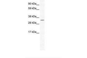 Image no. 1 for anti-Apurinic/Apyrimidinic Endonuclease 1 (APEX1) (N-Term) antibody (ABIN202226)