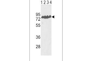 Western blot analysis of ECE-1 Antibody (Center) (ABIN390839 and ABIN2841064) in Y79(lane 1), T47D(lane 2) cell line and mouse lung(lane 3), liver(lane 4) tissue lysates (35 μg/lane). (ECE1 抗体  (AA 392-419))