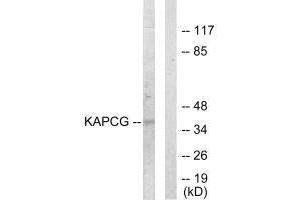 Western blot analysis of extracts from COLO205 cells, using KAPCG antibody. (PRKACG 抗体  (N-Term))