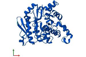Protein Structure (PS) image for Aminocarboxymuconate Semialdehyde Decarboxylase (ACMSD) (AA 1-336) protein (His tag) (ABIN7551944)