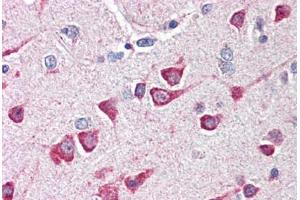 Human Brain, Cortex (formalin-fixed, paraffin-embedded) stained with FAIM2 antibody ABIN214492 at 5 ug/ml followed by biotinylated goat anti-rabbit IgG secondary antibody ABIN481713, alkaline phosphatase-streptavidin and chromogen. (FAIM2 抗体  (N-Term))