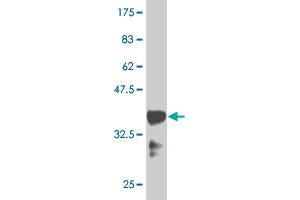 Western Blot detection against Immunogen (36. (HOXB9 抗体  (AA 65-163))