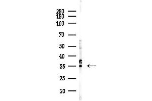 Western blot analysis of lysates from Rat testis, using UFL Antibody at 1/1000 dilution.