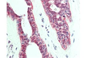 Anti-PTPLA antibody IHC staining of human breast. (PTPLA 抗体  (AA 37-66))