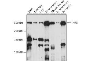 Western blot analysis of extracts of various cell lines, using PTPRD antibody (ABIN7269708) at 1:1000 dilution. (PTPRD 抗体  (AA 1100-1265))
