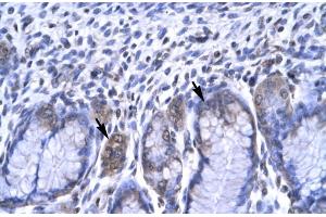 Human Stomach (RBPJ 抗体  (C-Term))