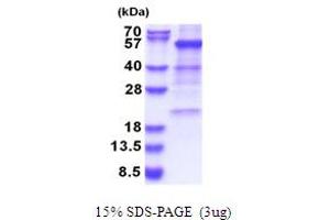 SDS-PAGE (SDS) image for Glutamate Dehydrogenase 1 (GLUD1) (AA 54-558) protein (His tag) (ABIN5853669) (GLUD1 Protein (AA 54-558) (His tag))
