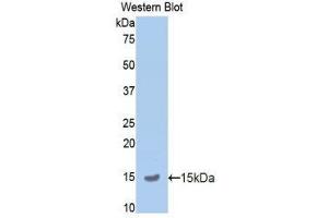 Western Blotting (WB) image for anti-Amyloid beta (A4) Precursor Protein (APP) (AA 672-711) antibody (ABIN1858064) (APP 抗体  (AA 672-711))